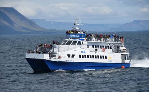 Akureyri Whale Watching: Discover Oceanic Marvels