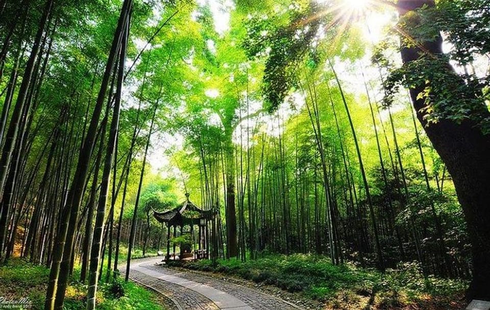 Half-Day Tour of Yunxi Bamboo Forest and Tea Plantation in Hangzhou