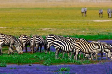 3-Day Safari Experience in Amboseli National Park, Kenya