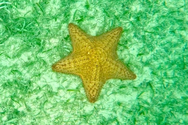 Santuario de tortugas Akumal Snorkel Experiencia marina