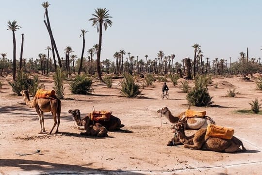 Camel Ride in the Marrakech Palm Grove