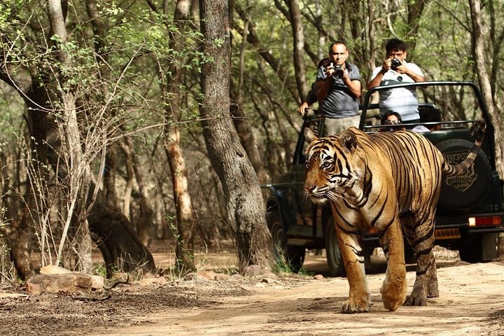 Tiger and shared safari jeep; wildlife sightings not guaranteed