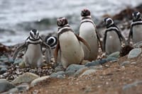 Half Day sailing to Magdlena Island Penguin Colony from Punta Arenas Season from October to March  8