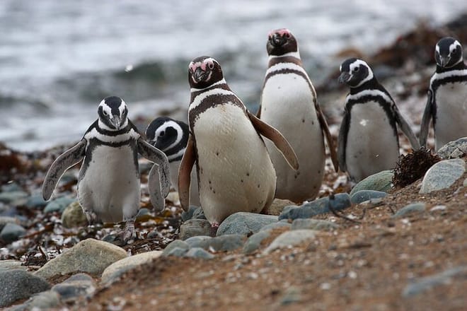 Half Day sailing to Magdlena Island Penguin Colony from Punta Arenas Season from October to March  8