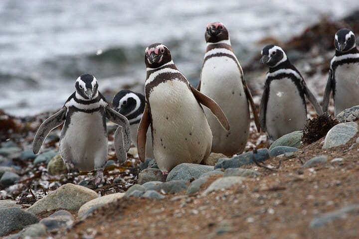 Half Day sailing to Magdlena Island Penguin Colony from Punta Arenas Season from October to March  8
