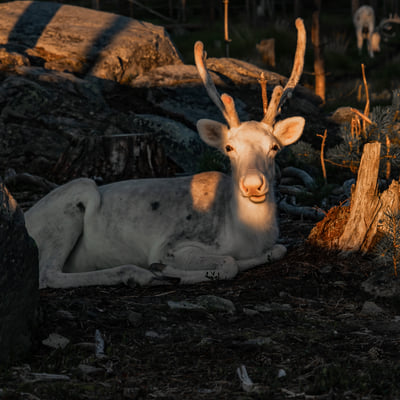 Visit a Real Reindeer Farm - Image 25