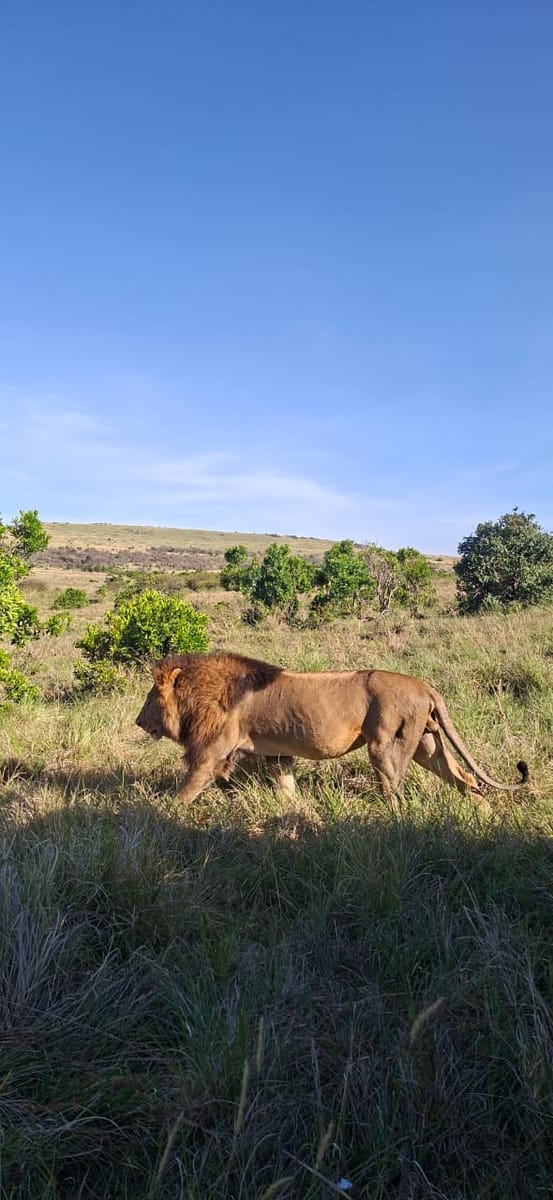 7 Days 6 Nights Maasai Mara, Lake Nakuru, Lake Naivasha and Amboseli Luxury Safari