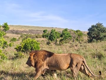 7 Days 6 Nights Maasai Mara, Lake Nakuru, Lake Naivasha and Amboseli Luxury Safari