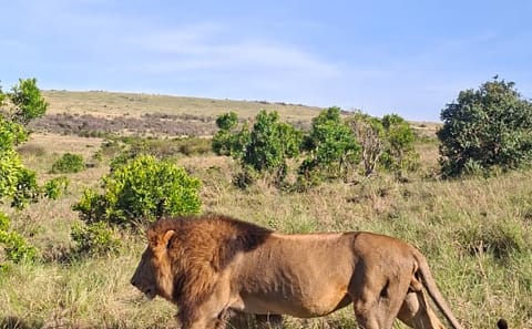 7 Days 6 Nights Maasai Mara, Lake Nakuru, Lake Naivasha and Amboseli Luxury Safari