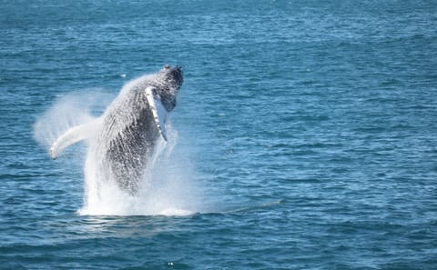 Whale Watching Tour in Reykjavík with Free Second Ticket