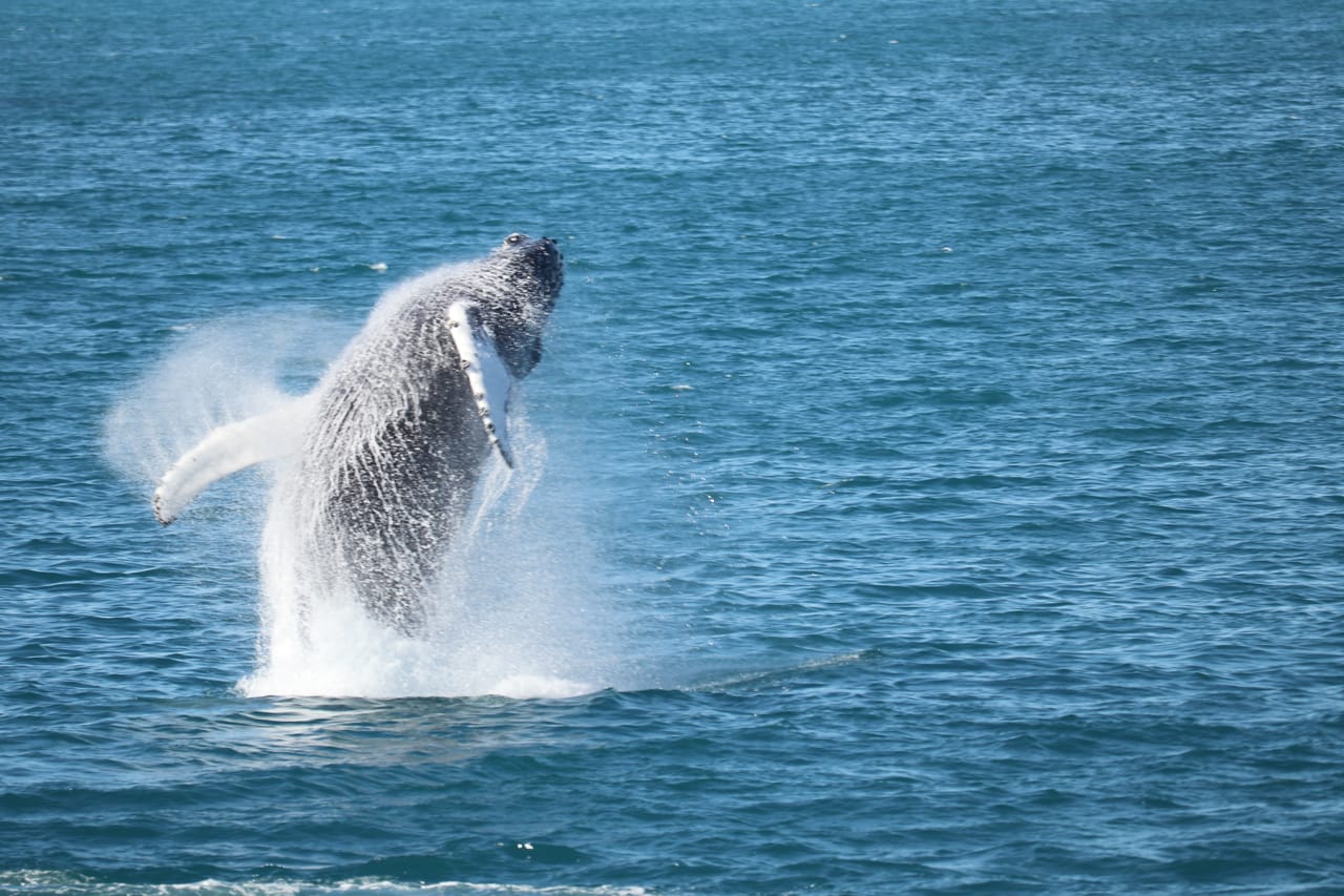 Best Value Whale Watching Tour from Reykjavik	 3