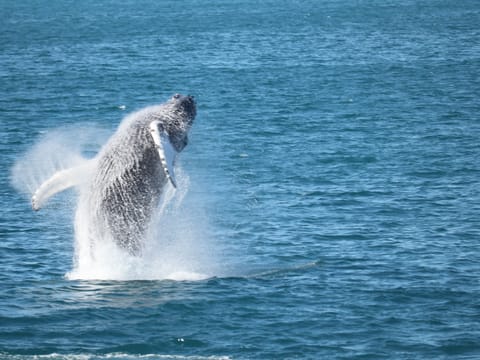 Best Value Whale Watching tour from Reykjavik, photo 4
