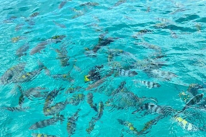 Mikumi National Park Safari Day Trip from Zanzibar