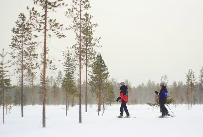 Arctic Combo, Huskies & Reindeer - Rovaniemi 10
