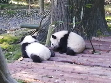 Cooking and Food tour in Panda’s hometown 2 days trip