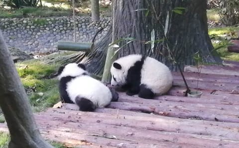 Cooking and Food tour in Panda’s hometown 2 days trip