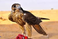 Morning Desert Wildlife Safari with Falconry Display from Dubai 4