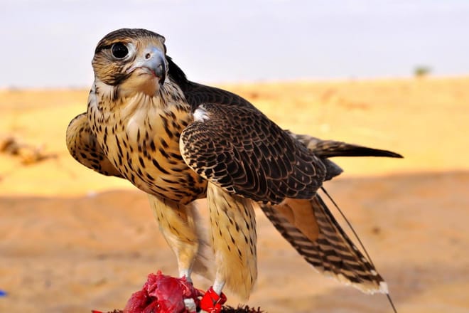 Morning Desert Wildlife Safari with Falconry Display from Dubai photo 4