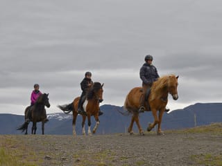 Pleasure in every hoof step, photo 11