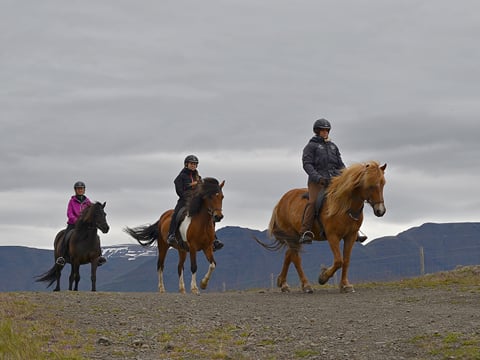 Pleasure in every hoof step, photo 11
