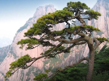 One-Day Huangshan Yellow Mountain Group Tour