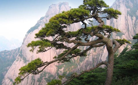 Huangshan Yellow Mountain One-Day Climbing Tour
