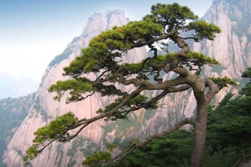 Huangshan Yellow Mountain One-Day Climbing Tour