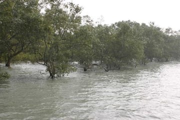 Sunderban Safari Tour from Kolkata to Spot Bengal Tigers