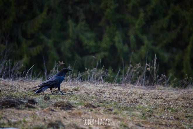 Bear watching in the Land of Volcanoes photo 4