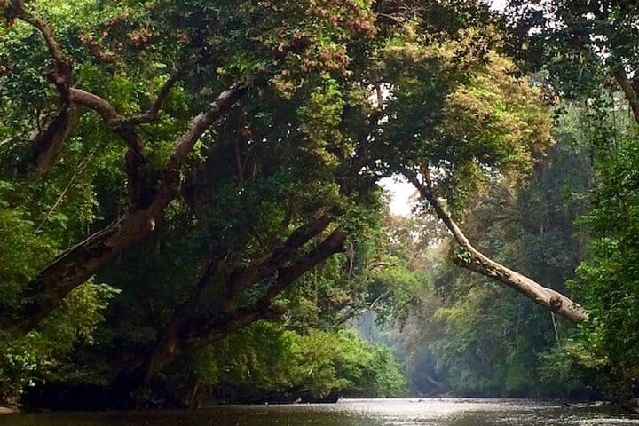 A scenic forest stream or river, emphasizing the rainforest’s lush and soothing atmosphere.