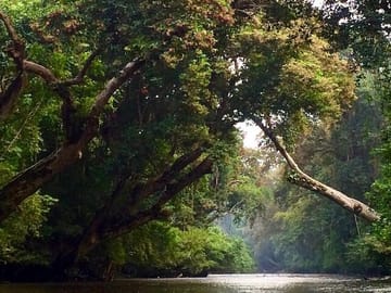 A scenic forest stream or river, emphasizing the rainforest’s lush and soothing atmosphere.