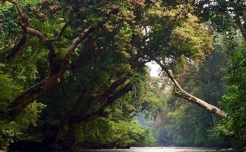 Private Transfer from Kuala Lumpur to Taman Negara via Ipoh