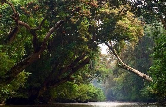 Kuala Lumpur ↔ Taman Negara Private Transfer