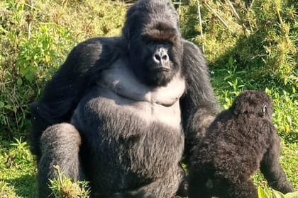 2 Days Uganda Gorilla Trek from Kigali