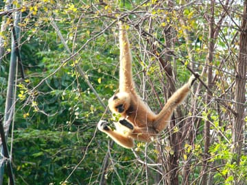 Pickup Bangkok (My Phuket): Wildlife Friends Foundation Thailand Full-Day Visit