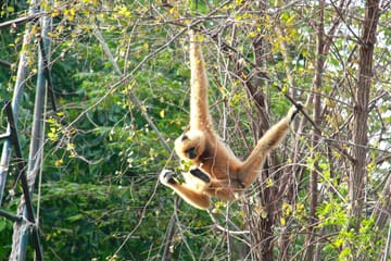 Hua Hin: Wildlife Friends Foundation Thailand Full-Day Visit