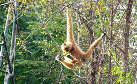 Pickup Bangkok (My Phuket): Wildlife Friends Foundation Thailand Full-Day Visit