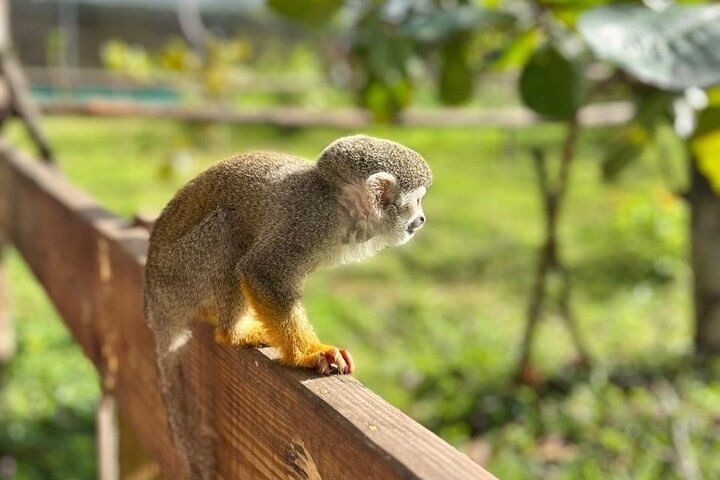 Damajagua Waterfalls and Monkey Private Van Tour