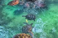 Zanzibar Salaam Cave Swimming and Feeding Sea Turtle in Kizimkazi 2