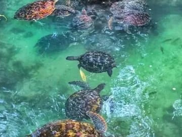 Cave Swimming and Sea Turtle Feeding in Kizimkazi, Tanzania