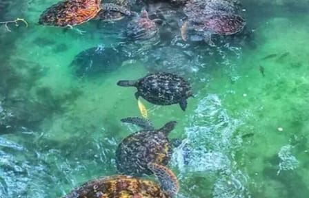 Zanzibar Salaam Cave Swimming and Feeding Sea Turtle in Kizimkazi