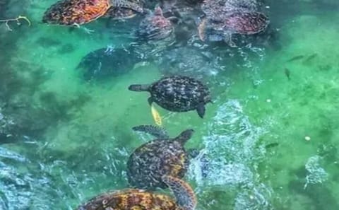 Cave Swimming and Sea Turtle Feeding in Kizimkazi, Tanzania