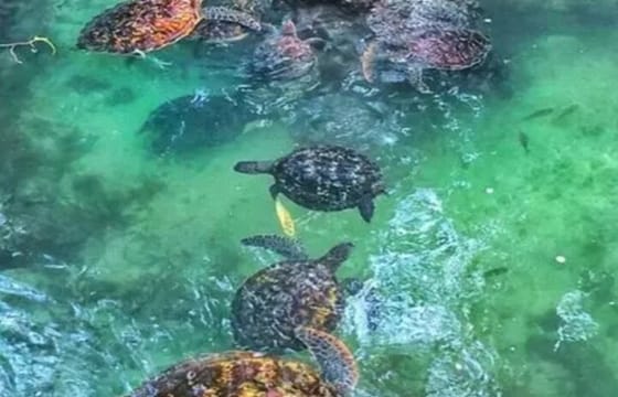Zanzibar Salaam Cave Swimming and Feeding Sea Turtle in Kizimkazi