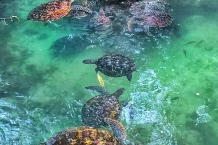 Zanzibar Salaam Cave Swimming and Feeding Sea Turtle in Kizimkazi 2