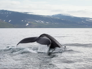 Whale Watching in Ísafjarðardjúp , photo 6