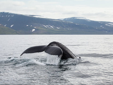 Whale Watching in Ísafjarðardjúp , photo 6