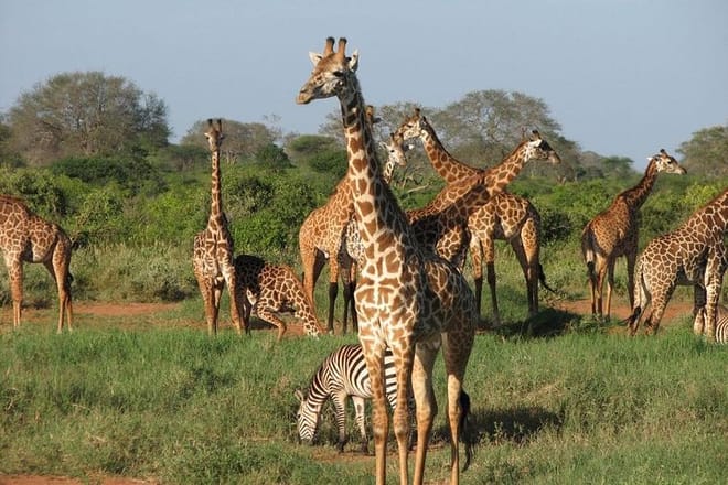 Lake nakuru safari