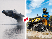 Reykjavík Whales & ATV 1