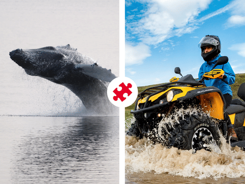 Reykjavík Whales & ATV