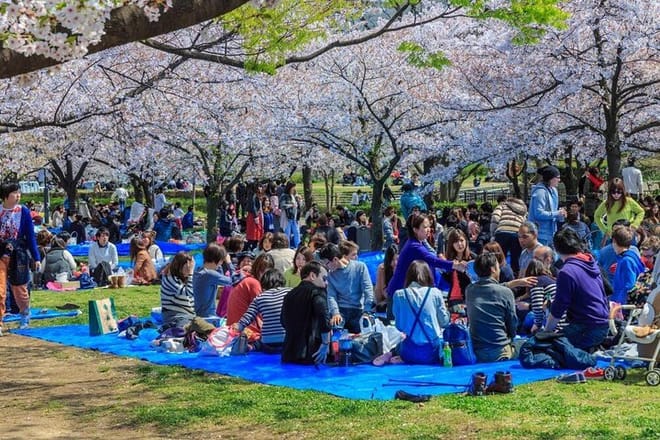 Osaka cherry blossoms tour